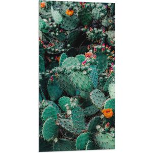 Vlag - Cactussen - Prikkers - Kleuren - 50x100 cm Foto op Polyester Vlag