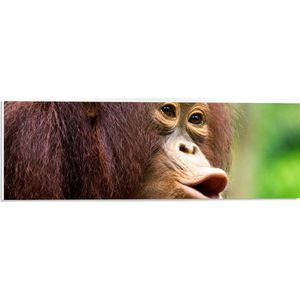 PVC Schuimplaat - Fluitende Rood-Bruine Orang Oetan in Regenwoud - 60x20 cm Foto op PVC Schuimplaat (Met Ophangsysteem)