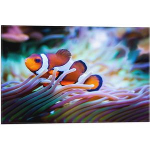 WallClassics - Vlag - Clownvis in een Aquarium - 60x40 cm Foto op Polyester Vlag
