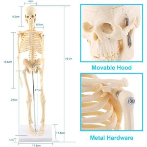 Levensgroot Menselijk Skelet Model met Beweegbare Ledematen en Gedetailleerde Anatomie