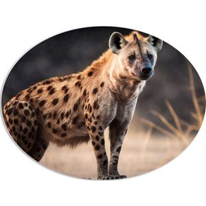 PVC Schuimplaat Ovaal - Poserende Aankijkende Hyeana met Prachtige Vacht - 108x81 cm Foto op Ovaal (Met Ophangsysteem)