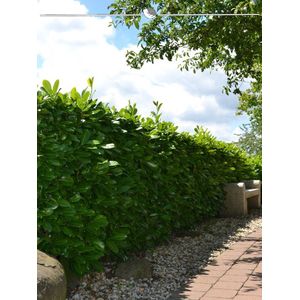 Laurier Prunus Rotundifolia 60-80 cm in Pot, 3x Haagplant