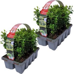 YouFlowers - 20 Buxus planten | 2x 10-pack Buxus plantjes | Buxus sempervirens | Winterharde | Groenblijvende | Haagplanten | Ø10cm - Hoogte: 30cm | Tuinplanten | Planten |
