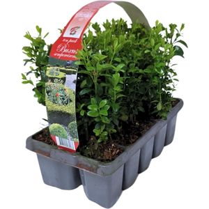 YouFlowers - Buxus 10-pack | Buxus sempervirens | Winterharde | Groenblijvende | Haagplanten | Ø10cm - Hoogte: 30cm | Tuinplanten | Planten |
