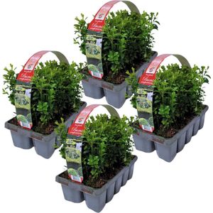 YouFlowers - 40 Buxus planten | 4x 10-pack Buxus plantjes | Buxus sempervirens | Winterharde | Groenblijvende | Haagplanten | Ø10cm - Hoogte: 30cm | Tuinplanten | Planten |