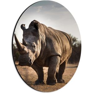 WallClassics - Dibond Ovaal - Neushoorn met Grote Hoorn - 21x28 cm Foto op Ovaal (Met Ophangsysteem)