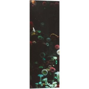 Vlag - Zee - Onderwaterleven - Koraal - Bloemdieren - 30x90 cm Foto op Polyester Vlag