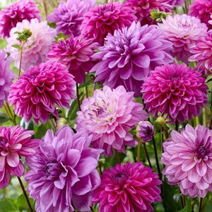 Dahlia The blues mix | 5 stuks | Knol | Snijbloem | Gemengde Kleuren | Lila | Paars | Dahlia Knollen van Top Kwaliteit | Zomerbloeiend Bloembollen Pakket | Grootverpakking