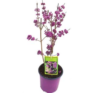 Schoonvrucht - Callicarpa bodinieri 'Profusion' - winterhard - grote sierwaarde - aantrekkelijk voor vogels - 40-60 cm hoog (incl. pot)