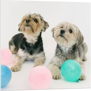 PVC Schuimplaat- Twee Kleine Honden Spelend met Ballonnen - 80x80 cm Foto op PVC Schuimplaat