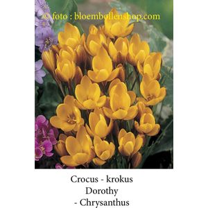 crocus - krokus Dorothy 50 bollen maat 6/+