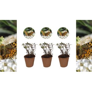 Witte dwergvlinderstruik | Buddleja Butterfly Candy 'Little White'