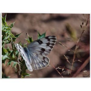 PVC Schuimplaat - Vlinder - Planten - Grijs - Natuur - 40x30 cm Foto op PVC Schuimplaat (Met Ophangsysteem)