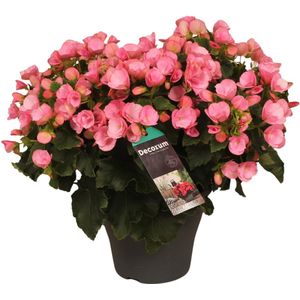 Plantenboetiek.nl | Begonia Betulia Candy - Ø19cm - 35cm hoog - Kamerplant - Bloeiende kamerplant