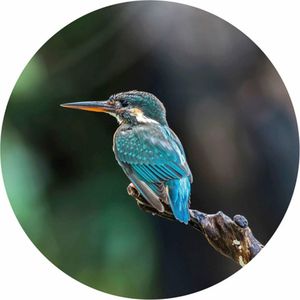 WallArt-Behangcirkel-The-Kingfisher-142,5-cm