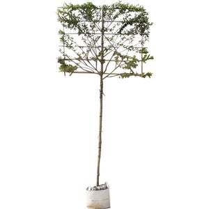 Krentenboom leiboom 200 cm | Amelanchier lamarckii 8-12 cm 200 cm| Bomenbezorgd.nl