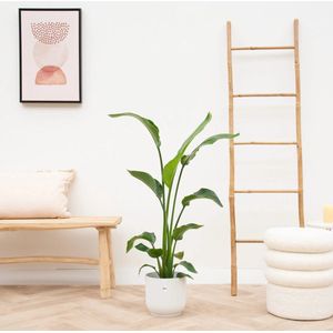 Combideal - Strelitzia Nicolai - 130cm + Koffieplant 15cm + Pannekoekplant 15cm