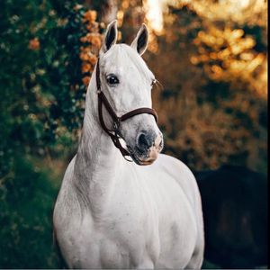 Wizardi Diamond Painting White horse 40x40 WD3030