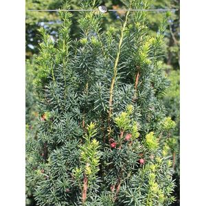Venijnboom Taxus media Hicksii 40-50 cm, 200x Haagplant