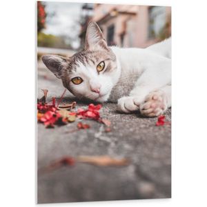 PVC Schuimplaat- Witte kat bij Rode Bloemblaadjes - 80x120 cm Foto op PVC Schuimplaat