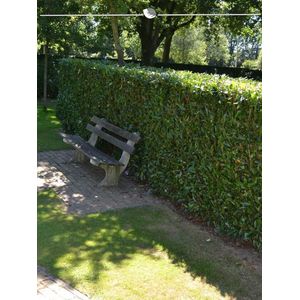 Laurier Prunus Herbergii 40-60 cm, 15x Haagplant