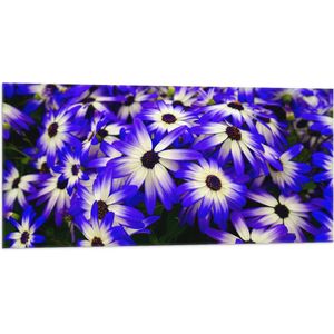 Vlag - Struik gevuld met Blauw met Witte Bloemen - 100x50 cm Foto op Polyester Vlag