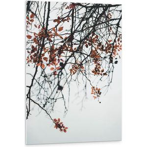 Forex - Herfstblaadjes aan Takken van Boom - 80x120cm Foto op Forex