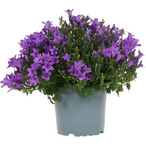 Campanula, Klokjesbloem, Kleur Wit, Tuinplanten, Bloeiende Kamerplanten,