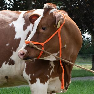 Excellent Halster - Verstelbaar Halster voor Rundvee - Pink - Zeer sterk gevlochten Nylon - Oranje