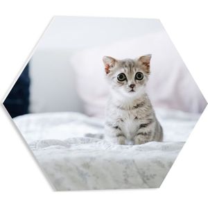 PVC Schuimplaat Hexagon - Grijze Kitten met Donkere Contouren op Lichaam Zittend op Bed - 40x34.8 cm Foto op Hexagon (Met Ophangsysteem)