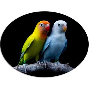 Dibond Ovaal - Oranje-Gele Vogel met Blauwe Vogel op Tak tegen Zwarte Achtergrond - 80x60 cm Foto op Ovaal (Met Ophangsysteem)