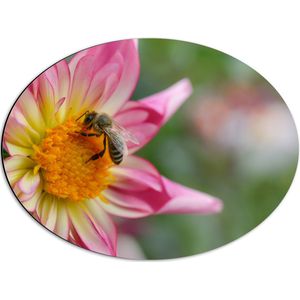 Dibond Ovaal - Bij op Midden van Roze Dahlia Bloem - 56x42 cm Foto op Ovaal (Met Ophangsysteem)