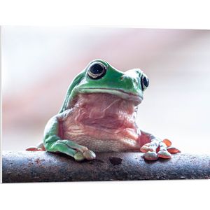 PVC Schuimplaat- Nieuwsgierige Australische Boomkikker op Boomstam - 80x60 cm Foto op PVC Schuimplaat