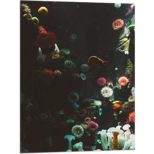 Vlag - Zee - Onderwaterleven - Koraal - Bloemdieren - 60x80 cm Foto op Polyester Vlag