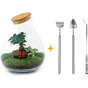 Green Harmony | DIY terrarium - Drop XL -  37 cm