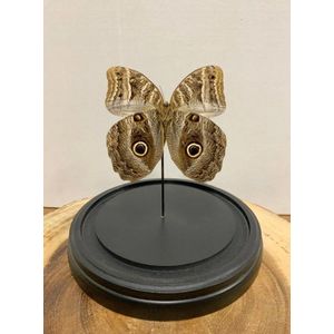 Vtw Living - Vlinder in Glazen Stolp - Vlinders - Bruin - 18 cm hoog