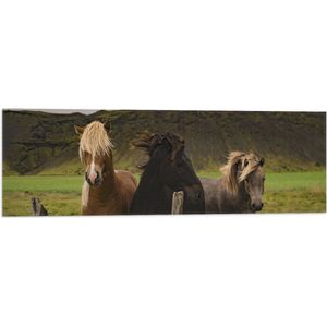 WallClassics - Vlag - Drietal Paarden in Verschillende Kleuren - 90x30 cm Foto op Polyester Vlag
