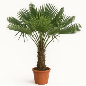 Trachycarpus Fortunei - Chinese Waaierpalm - Palm - Winterhard - 36 cm - 140-170 cm