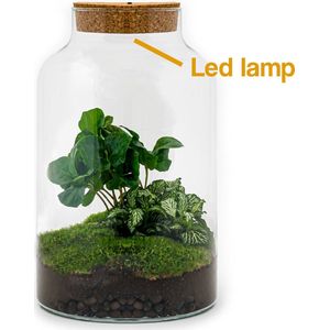 Terrarium - Milky LED Coffea - ↑ 31 cm - Ecosysteem plant - Kamerplanten - DIY planten terrarium - Mini ecosysteem
