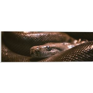 PVC Schuimplaat - Opgerolde Bruine Slang - 60x20 cm Foto op PVC Schuimplaat (Met Ophangsysteem)