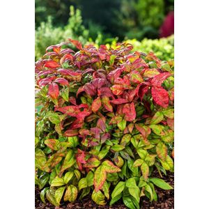Arbustes de haie - Un ensemble 1 - Nandina domestica Blush Pink - (2L) 25-30 cm