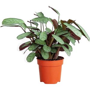 PLNTS - Ctenanthe Amagris - Kamerplant - Kweekpot 12 cm - Hoogte 20 cm