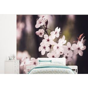 Bloemen - Wit - Natuur - Plant - Bloesem - Behangpapier