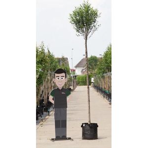 Bol sierkers 220 cm stamhoogte | Prunus em. 'Umbraculifera' 14-18 cm 220 cm| Bomenbezorgd.nl