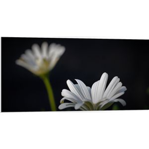 WallClassics - PVC Schuimplaat- Duo met Focus op Witte Bloem - 100x50 cm Foto op PVC Schuimplaat