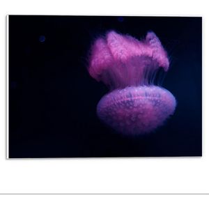 Forex - Paarse Kwal  - 40x30cm Foto op Forex