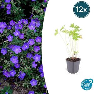 12 Stuks Geranium Ooievaarsbek Johnson s Blue, Tuinplanten met Prachtige Blauwe Bloemen,Winterharde planten, Populaire Tuinplanten - 10-25cm - Ø9cm