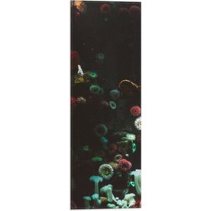 Vlag - Zee - Onderwaterleven - Koraal - Bloemdieren - 20x60 cm Foto op Polyester Vlag