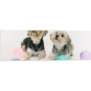 PVC Schuimplaat- Twee Kleine Honden Spelend met Ballonnen - 90x30 cm Foto op PVC Schuimplaat