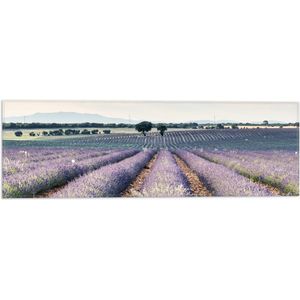 WallClassics - Vlag - Rijen Paarse Lavendel - 60x20 cm Foto op Polyester Vlag